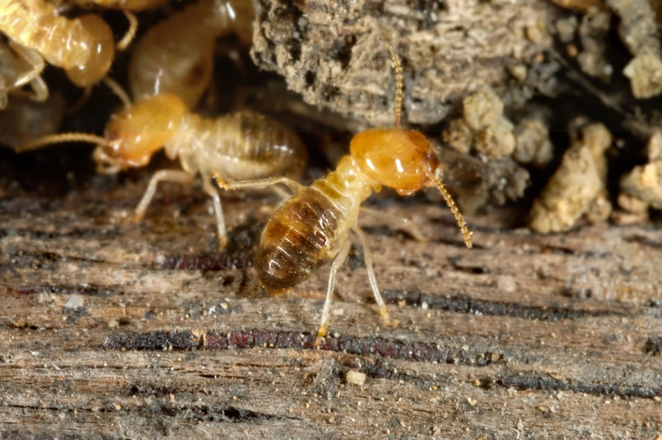 Termite Damage in Pakistani Homes: 5 Warning Signs You’re Ignoring
